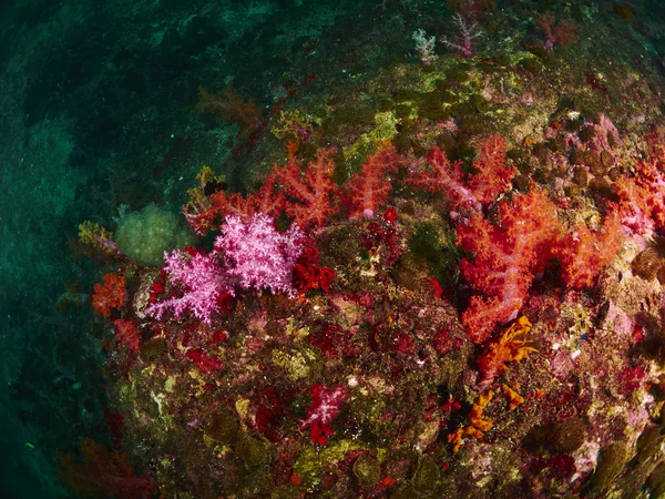 在海底扇珊瑚 — 图库照片
