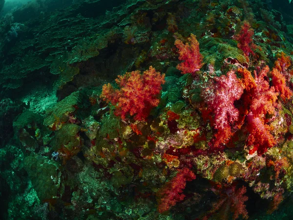 珊瑚及珊瑚鱼 — 图库照片