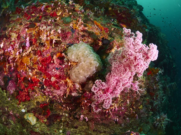 Coral bolha e cora macia — Fotografia de Stock