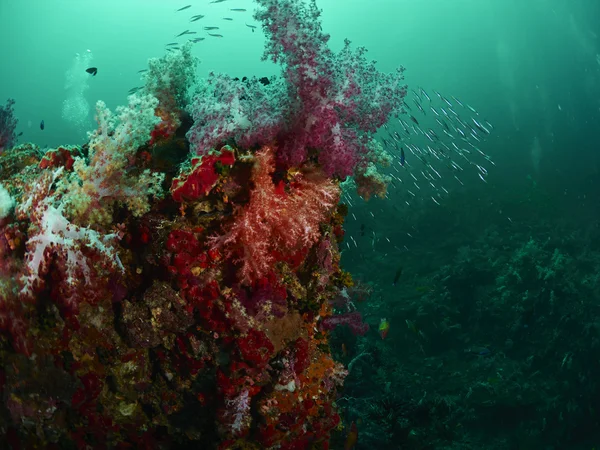 Recifes de corais e peixes de recifes — Fotografia de Stock