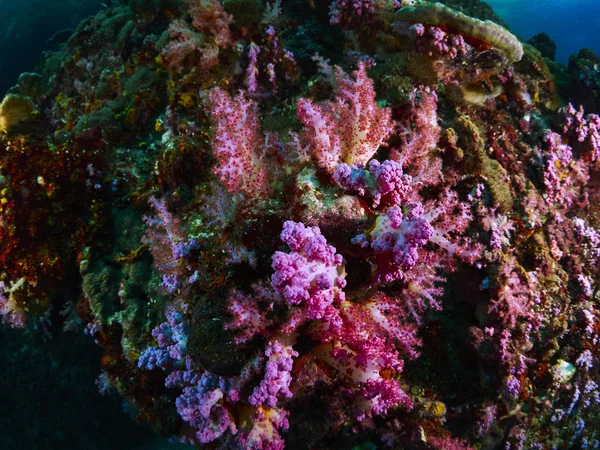 Koral rafa i ryba rafa — Zdjęcie stockowe
