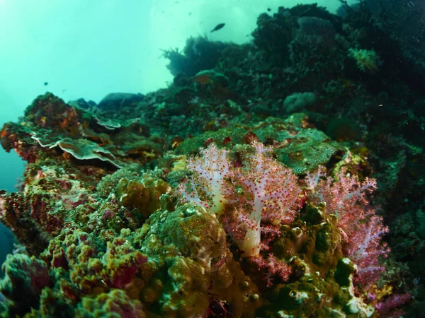 Corallo molle e pesce anemone — Foto Stock