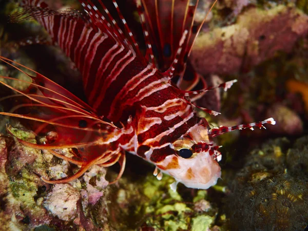 Soft coral in undersea — Stock Photo, Image