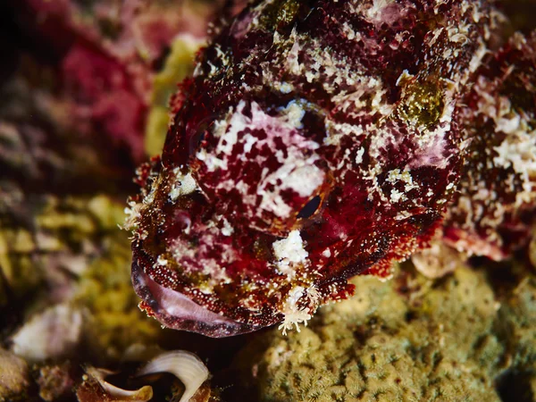 Soft coral in undersea — Stock Photo, Image