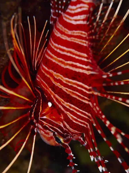 Denizaltı içinde yumuşak mercan — Stok fotoğraf