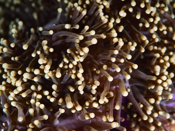 软珊瑚在海底 — 图库照片