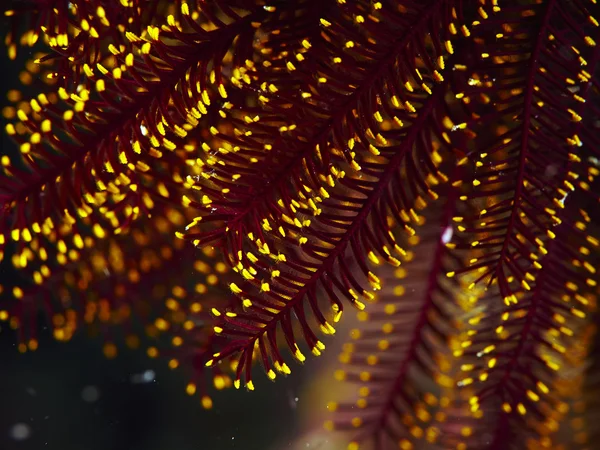 Ριγέ lionfish στην υποθαλάσσια — Φωτογραφία Αρχείου