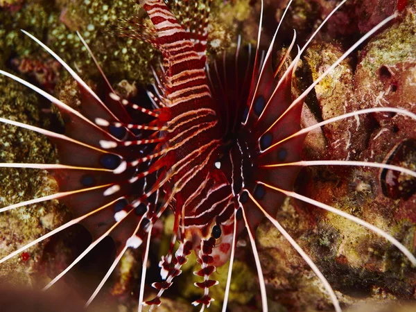 Striped lionfish in undersea — Stock Photo, Image