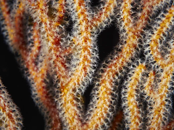 Striped lionfish in undersea — Stock Photo, Image