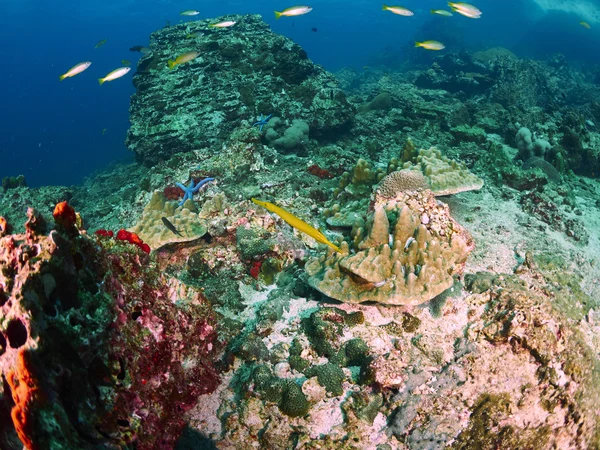 Fan corallo in mare aperto — Foto Stock
