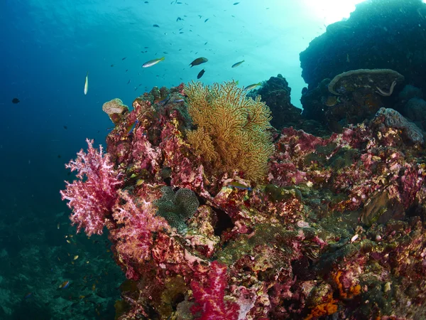 Fan koraller i sjökabel — Stockfoto