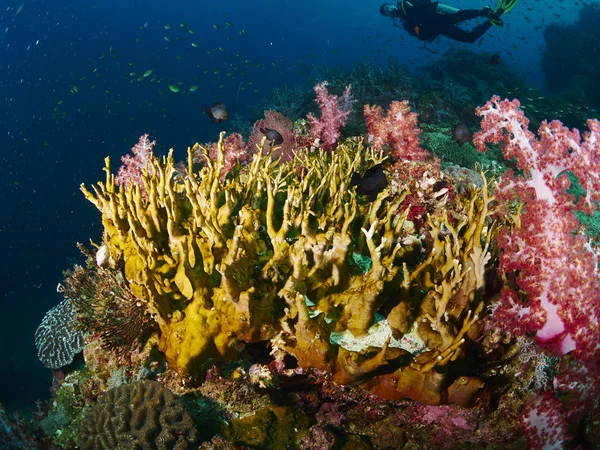 Koral rafa i ryba rafa — Zdjęcie stockowe