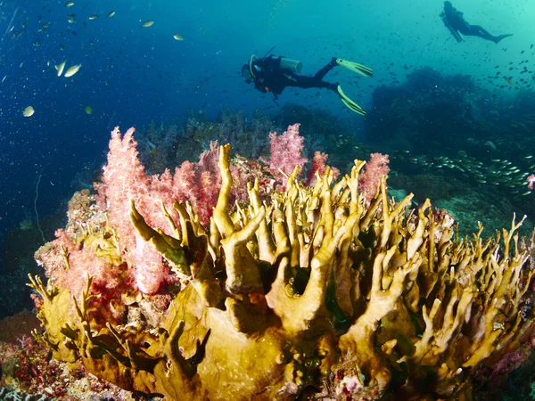 Korall rev och rev fisk — Stockfoto