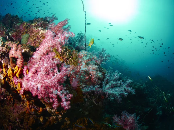 Barriera corallina e pesce barriera — Foto Stock