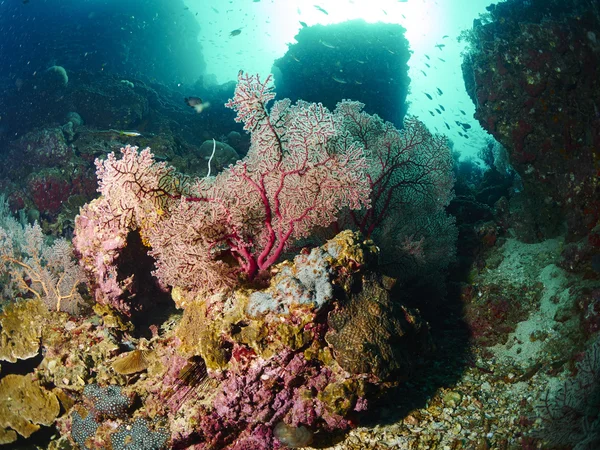 Fan corallo in mare aperto — Foto Stock