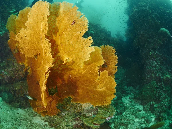 Coral de ventilador no submarino — Fotografia de Stock