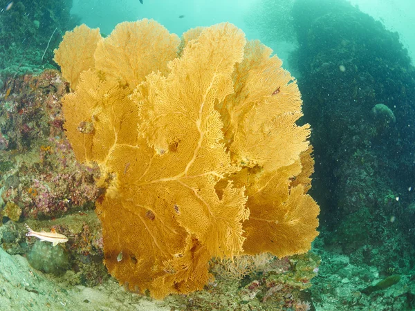 Coral de ventilador no submarino — Fotografia de Stock