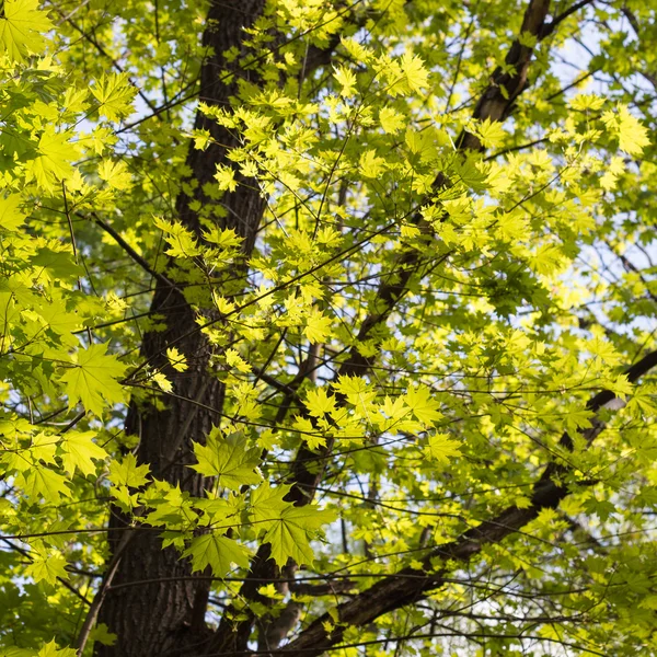 Zelené javorové listy. Mladé listy proti modré jarní nebo letní — Stock fotografie