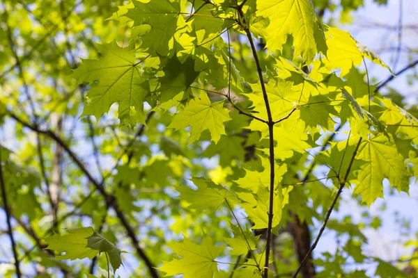 Zelené javorové listy. Mladé listy proti modré jarní nebo letní — Stock fotografie