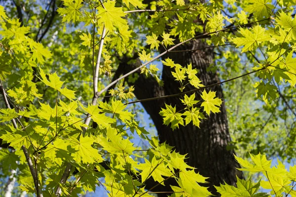 Green maple leaves. Young foliage against blue spring or summer — Stock Photo, Image