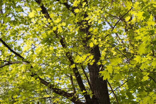 Green maple leaves. Young foliage against blue spring or summer — Stock Photo, Image