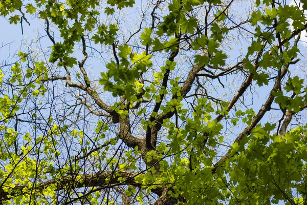 Big old tree trunk and branches surrounded by green maple and li — Stock Photo, Image