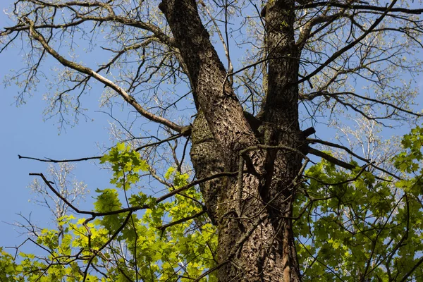 Big old tree trunk surrounded by young green maple leaves agains — Stock Photo, Image