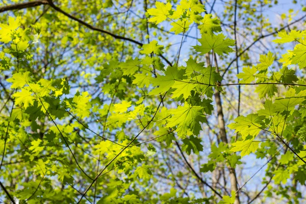 Green maple leaves. Young foliage against blue spring or summer — Stock Photo, Image