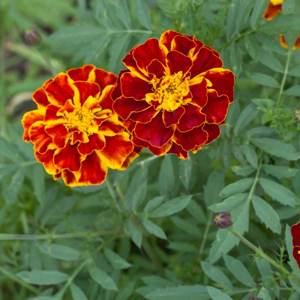 Closeup of Marigold flowers — Stock Photo, Image