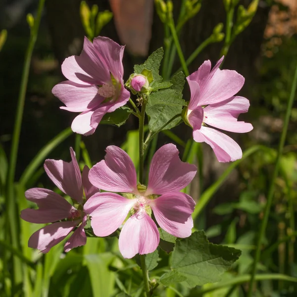 Kwitnący malva sylvestris — Zdjęcie stockowe