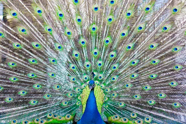 Tavus kuşu tüyü gösterme