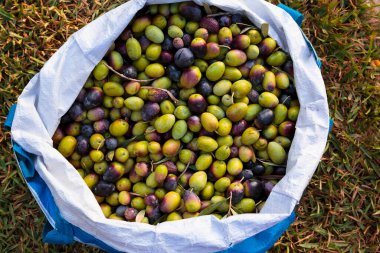 Bir çuval dolusu organik zeytin.