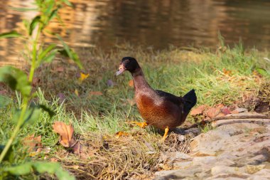 Güneşli bir günde çimenlerde yürüyen renkli ördek.
