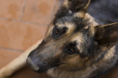 Güzel sadık Alman çoban