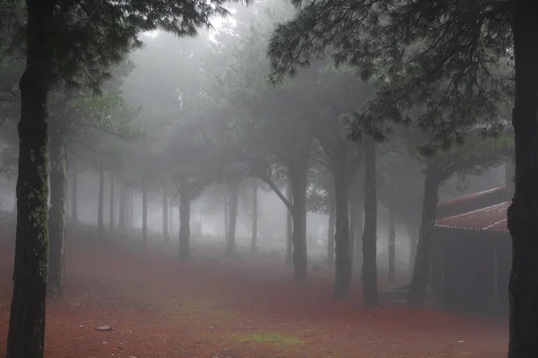 空気のような霧の深い森 — ストック写真
