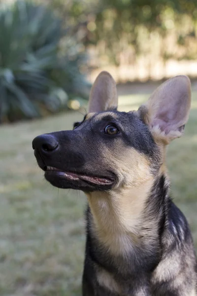 Uyarı Alman Pinscher