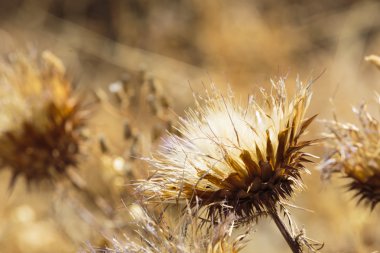 Bir sıcak yaz bahçesinde çekici çiçek