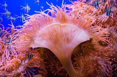 Kardinal balık detay yakın çekim ise dalış