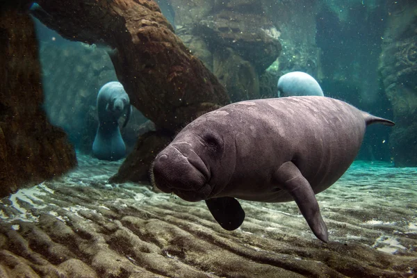 Yeni doğan bebek manatee kapatmak dikey — Stok fotoğraf