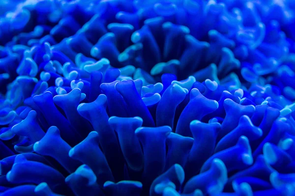 gece dalış ışık üzerinde sert mercan makro