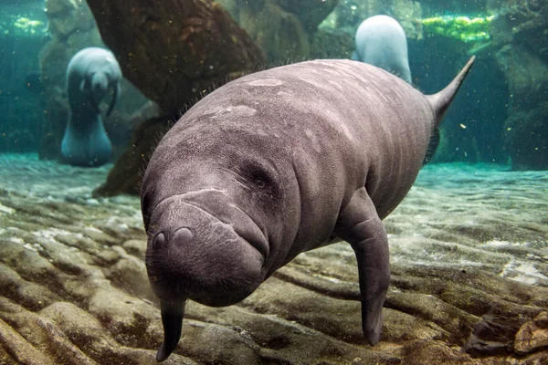 Yeni doğan bebek manatee kapatmak dikey — Stok fotoğraf