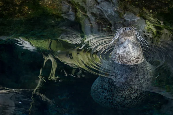 Foca monje relajante en la superficie —  Fotos de Stock