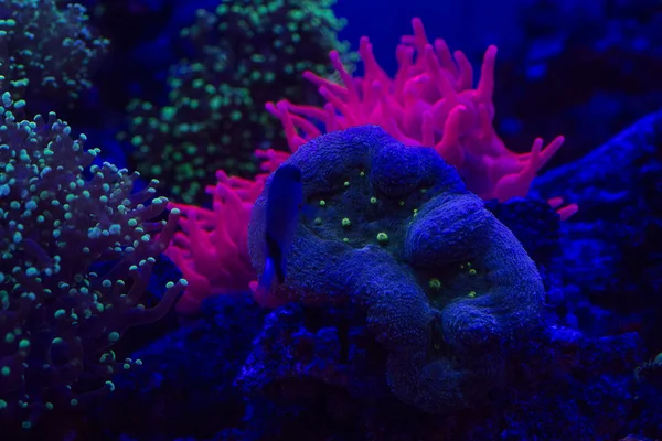 Macro coral duro en la noche luz de buceo —  Fotos de Stock