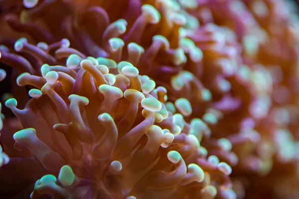 Hårda koraller makro på natt dyk ljus — Stockfoto