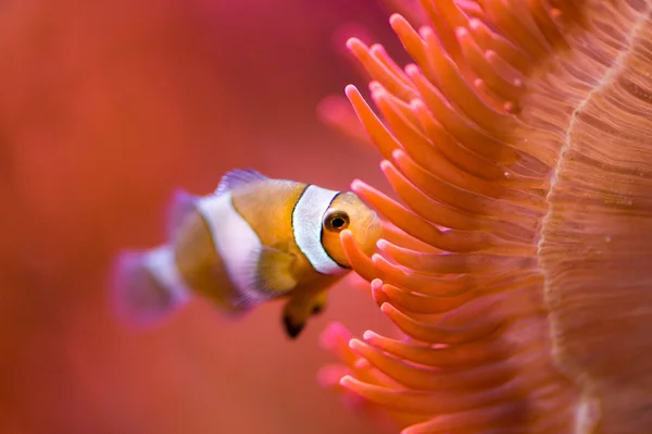 Clownfisch in roter Anemone — Stockfoto