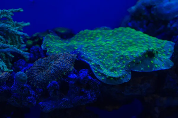 Hard coral macro on night dive light — Stock Photo, Image