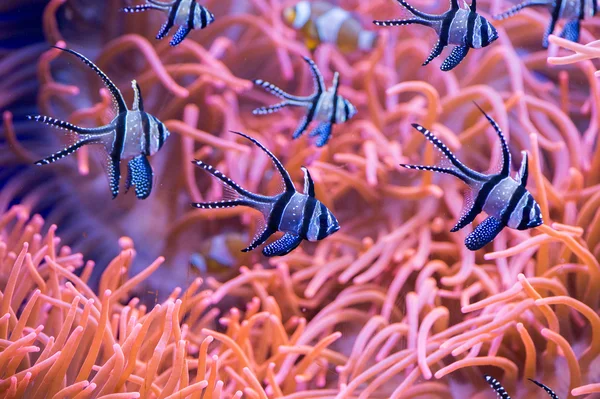 Cardinal fish detail close up while diving — Stock Photo, Image