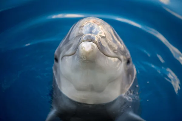 Dolphing úsměvem blízko se portrét — Stock fotografie