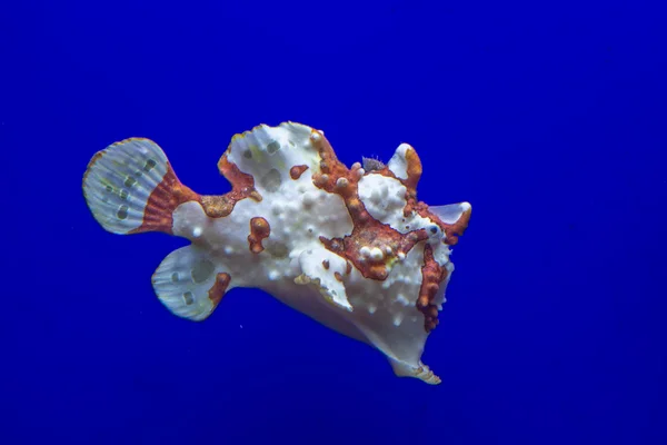 Rana bruna e bianca pesce — Foto Stock