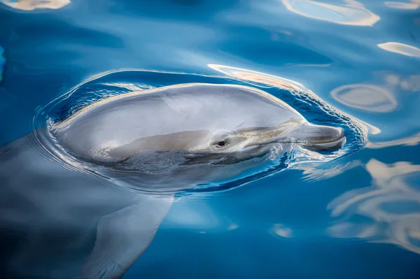 Delfín sonriendo de cerca retrato — Foto de Stock